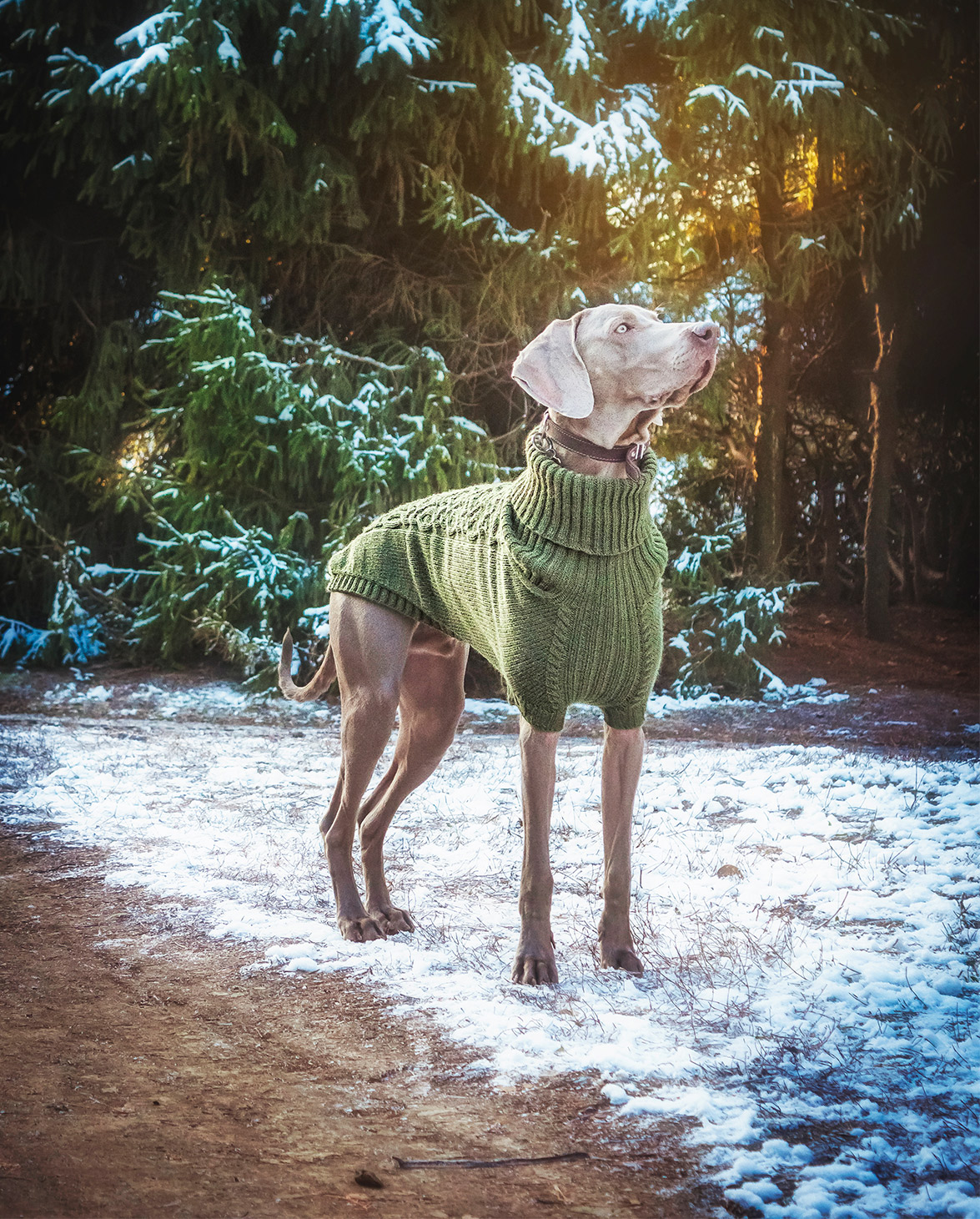 Hundesweater, | Bravehound -