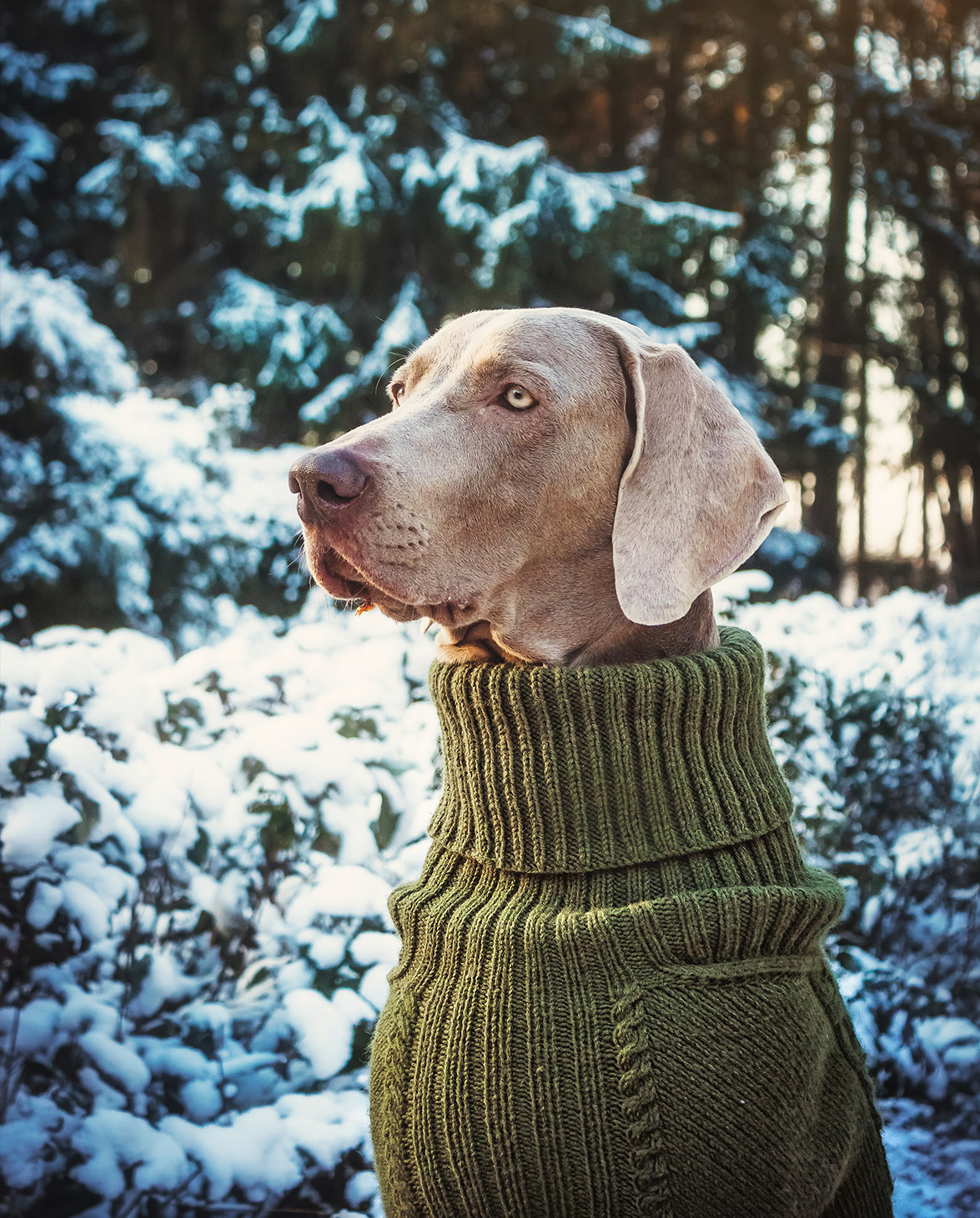 tjene uophørlige brydning Hundesweater, striktrøje | Bravehound - Pupenhagen