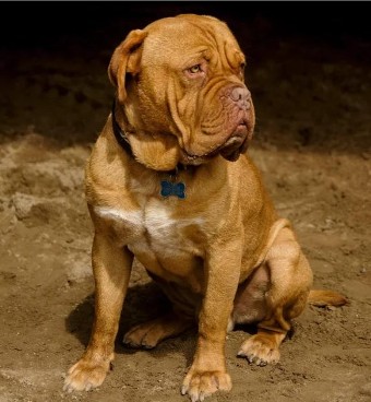 Dogue de Bordeaux Brumbassen